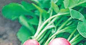 Turnip-cultivation