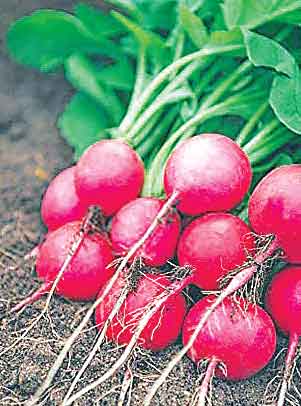 Turnip-cultivation