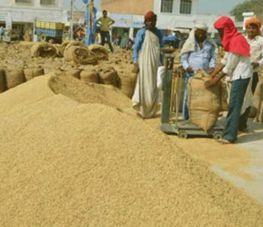 1509 paddy rates increased again