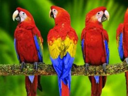 Colorful Parrots