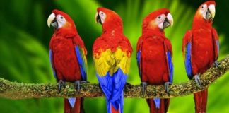 Colorful Parrots