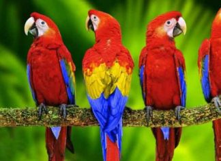 Colorful Parrots