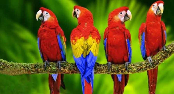 Colorful Parrots