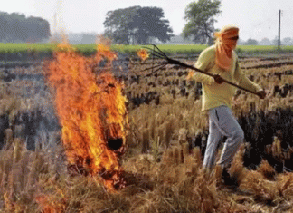 पराली न जलाने वाली पंचायतों को मिलेगा पांच, तीन और दो लाख का पुरस्कार Five, three and two lakh prizes will be given to panchayats that do not burn stubble