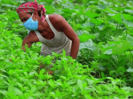 Listen to the minds of farmers