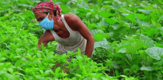 Listen to the minds of farmers