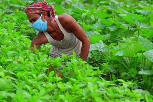 Listen to the minds of farmers