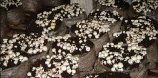 Mushroom Production