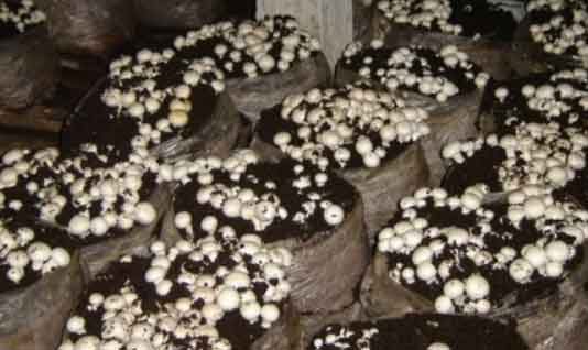 Mushroom Production