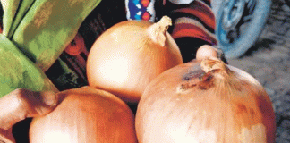 Onion Prices may Decrease