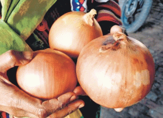 Onion Prices may Decrease