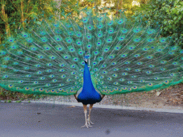 Peacock drops its wings after breeding