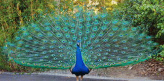 Peacock drops its wings after breeding