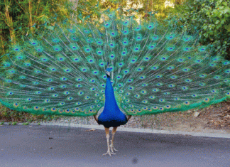 Peacock drops its wings after breeding