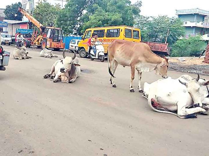 Problem-of-Stray-Animals