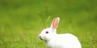 Rabbit can sleep with open eyes