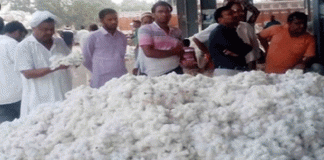 Revealed Embezzlement of lakhs in the name of cuts in cotton purchases