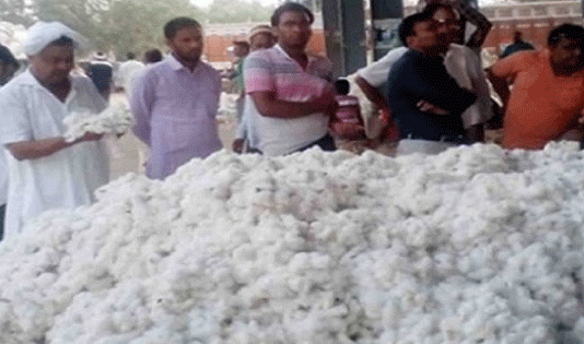 Revealed Embezzlement of lakhs in the name of cuts in cotton purchases