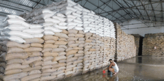 Thousands of quintals of wheat kept in the food and supplies department's warehouse are spoiled!