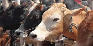 16 lakh families have milk animals in the state Agriculture Minister