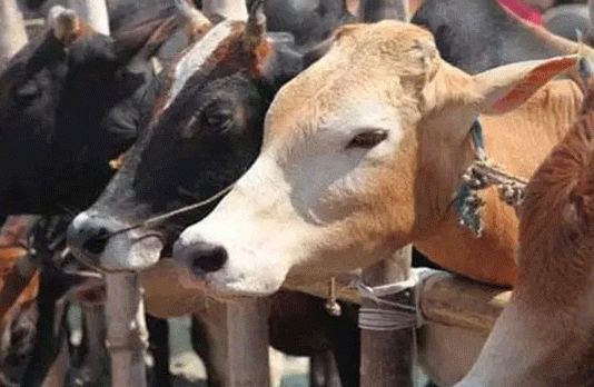 प्रदेश में 16 लाख परिवारों के पास दुधारू पशु : कृषि मंत्री 16 lakh families have milk animals in the state Agriculture Minister