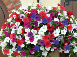 Decorate your garden with petunia flowers