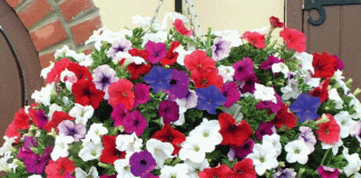 Decorate your garden with petunia flowers