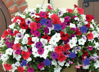 Decorate your garden with petunia flowers