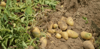 Farmers will now be able to sow potatoes in paddy fields