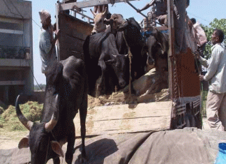 Haryana government will take action against cow smuggling