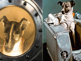 Laika to go into space