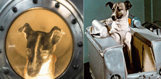 Laika to go into space