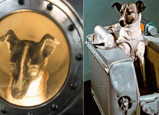Laika to go into space
