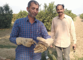 स्नेकमैन ने पकड़ा जिंदा गोयरा Snake Man caught goyra alive