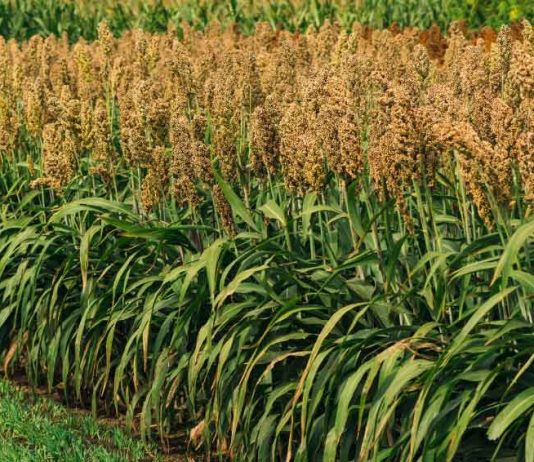 Sorghum