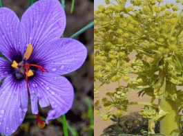 हिमाचल में हींग व केसर की खेती की शुरूआत Start of cultivation of asafetida and saffron in Himachal
