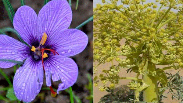 Start of cultivation of asafetida and saffron in Himachal