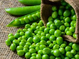 Disease Resistant Peas