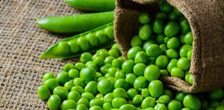 Disease Resistant Peas