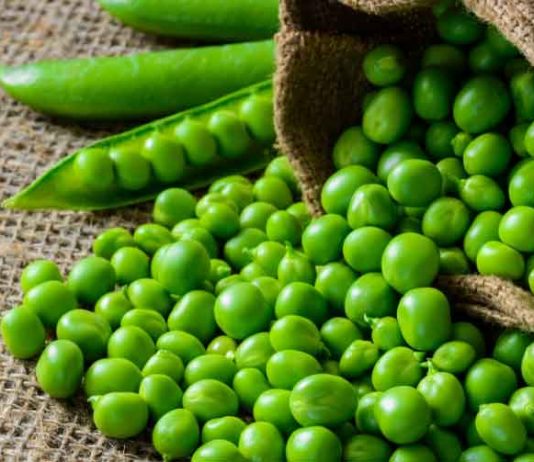 Disease Resistant Peas