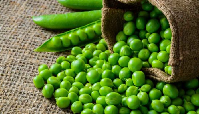 Disease Resistant Peas