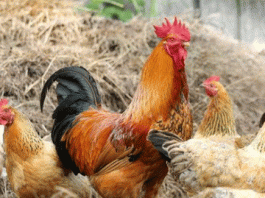 Ban on bird keeper in Britain