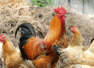 Ban on bird keeper in Britain