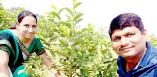 Cultivation-of-guava