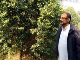 राजस्थान की मिट्टी में बिखरती चंदन की खुशबू Fragrance-of-Sandalwood