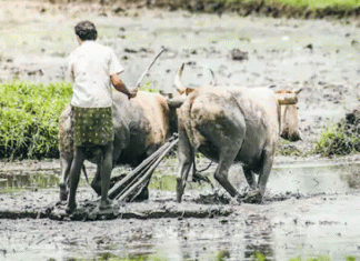 Governments dwarfed in agriculture and farmer welfare