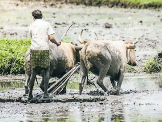 Governments dwarfed in agriculture and farmer welfare