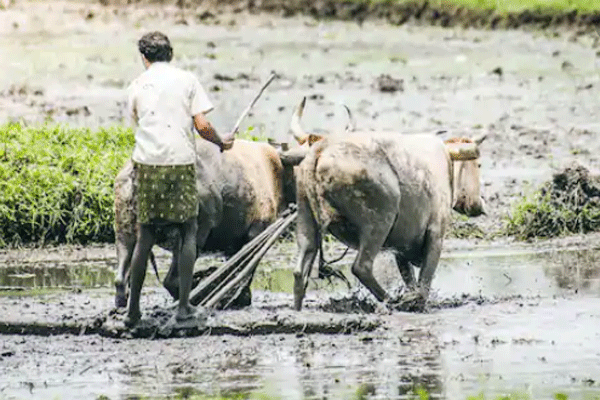 Governments dwarfed in agriculture and farmer welfare