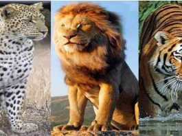 वन्य जीवों का सरंक्षण Wildlife