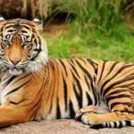 Ranthambore News Today